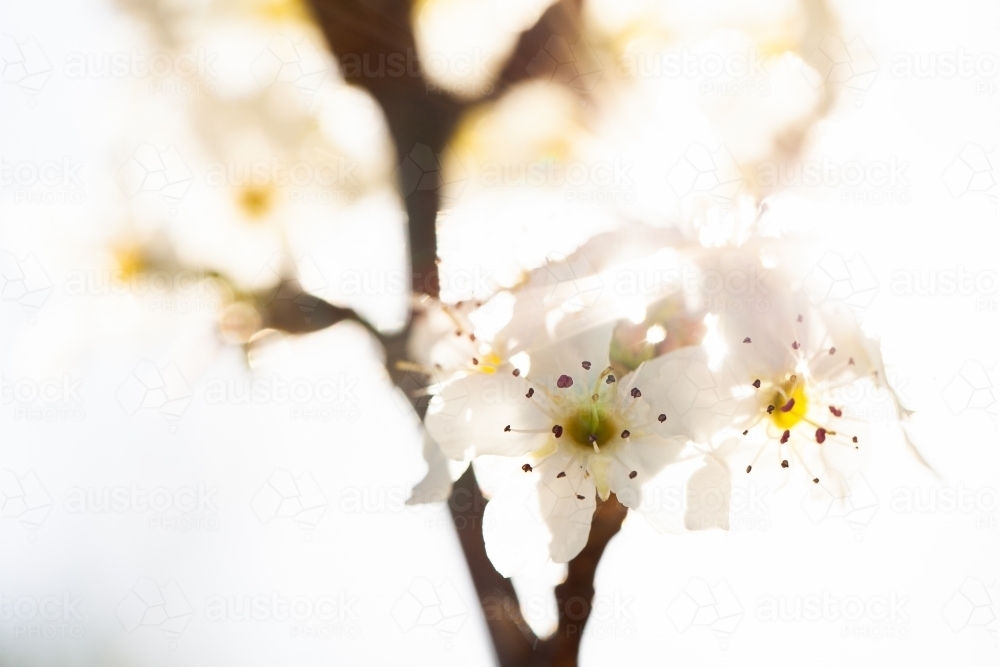 Ornamental Pear blossom on tree in spring - Australian Stock Image