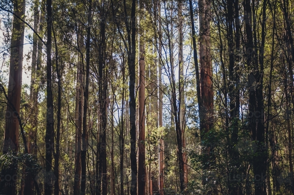 Otway National Park, Victoria - Australian Stock Image