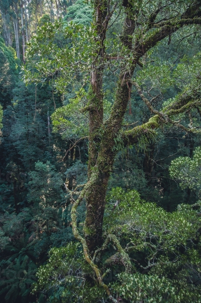 Otway National Park, Victoria - Australian Stock Image