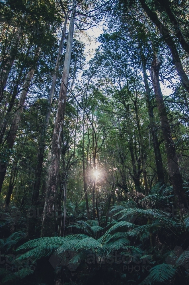 Otway National Park, Victoria - Australian Stock Image