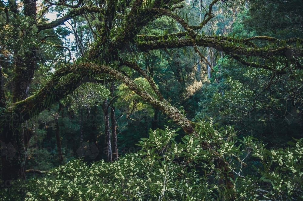 Otway National Park, Victoria - Australian Stock Image