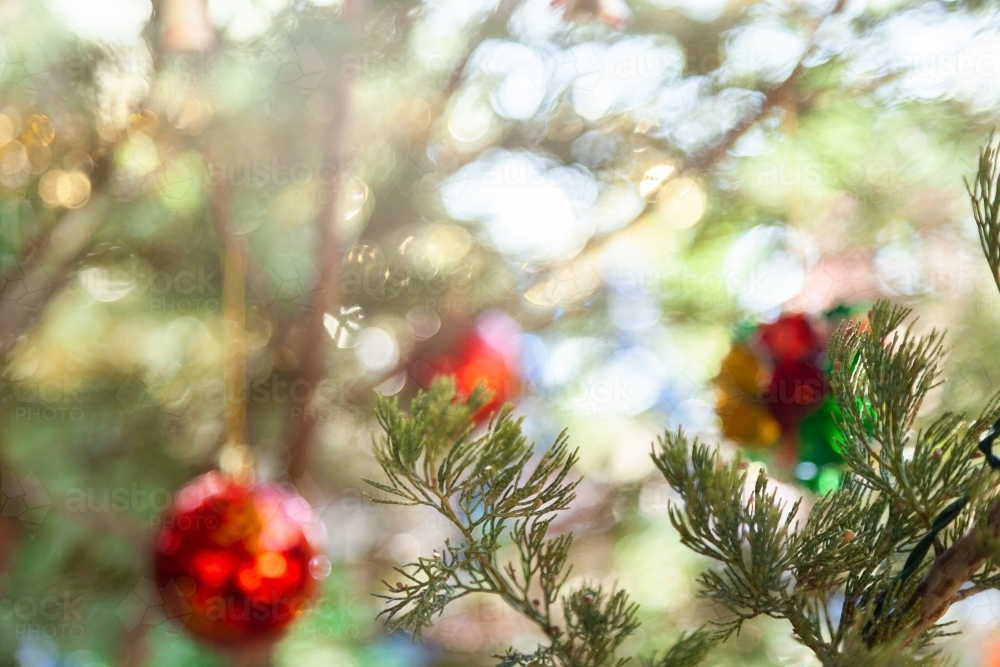 Out of focus christmas tree background live fir tree - Australian Stock Image