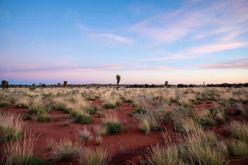 Outback grasses at sunrise with some pink clouds in the sky - Australian Stock Image