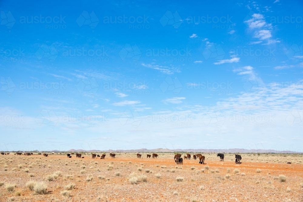 Outback landscape with cattle and blue sky - Australian Stock Image