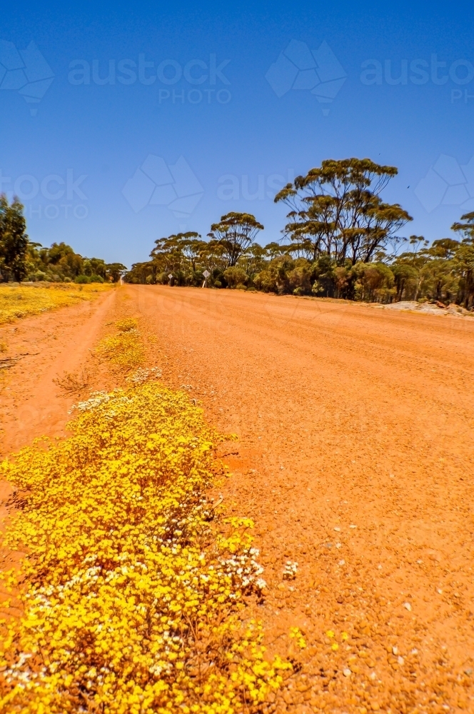 Outback road with flowers - Australian Stock Image