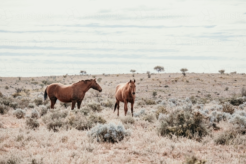 Outback wild horses - Australian Stock Image