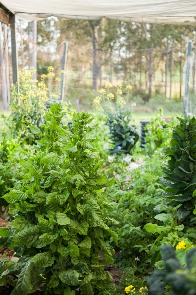 Overgrown green veggies in veggie garden - Australian Stock Image