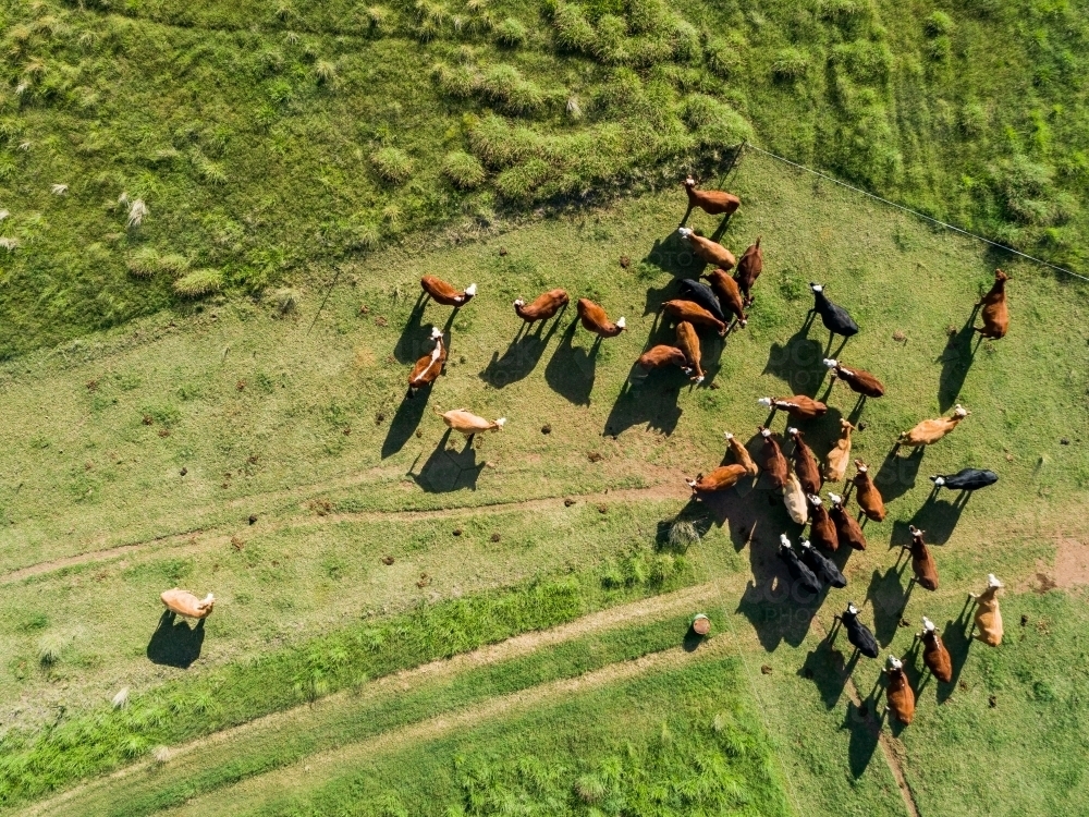 Overhead aerial view of beef cattle milling in green farm paddock - Australian Stock Image