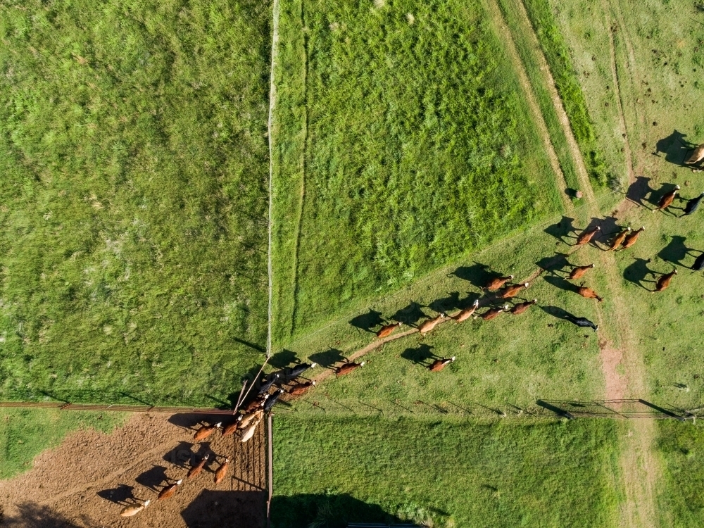 Overhead aerial view of cattle herd leaving yards into green farm paddock - Australian Stock Image