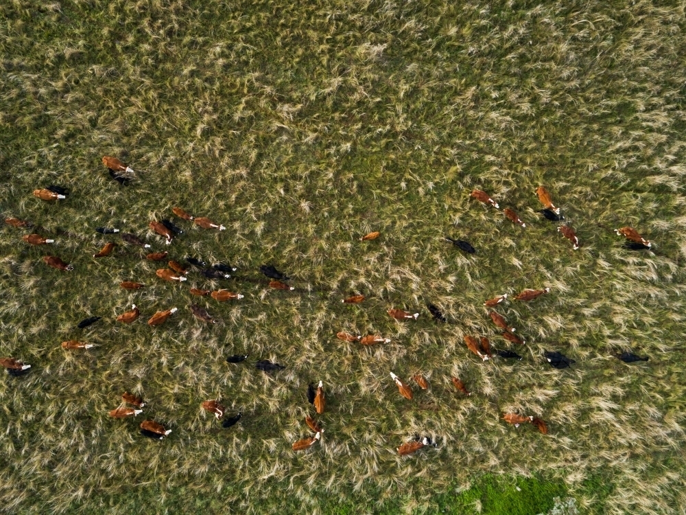 Overhead aerial view of herd of cattle wandering through grassy paddock in the same direction - Australian Stock Image