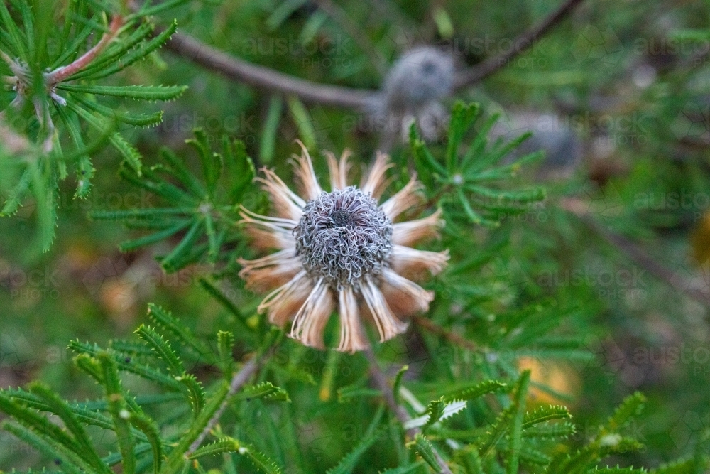 Overhead shot of banskia flower against foliage - Australian Stock Image