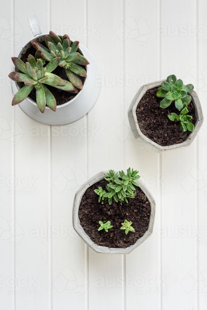 Overhead shot of three succulents in concrete pots - Australian Stock Image