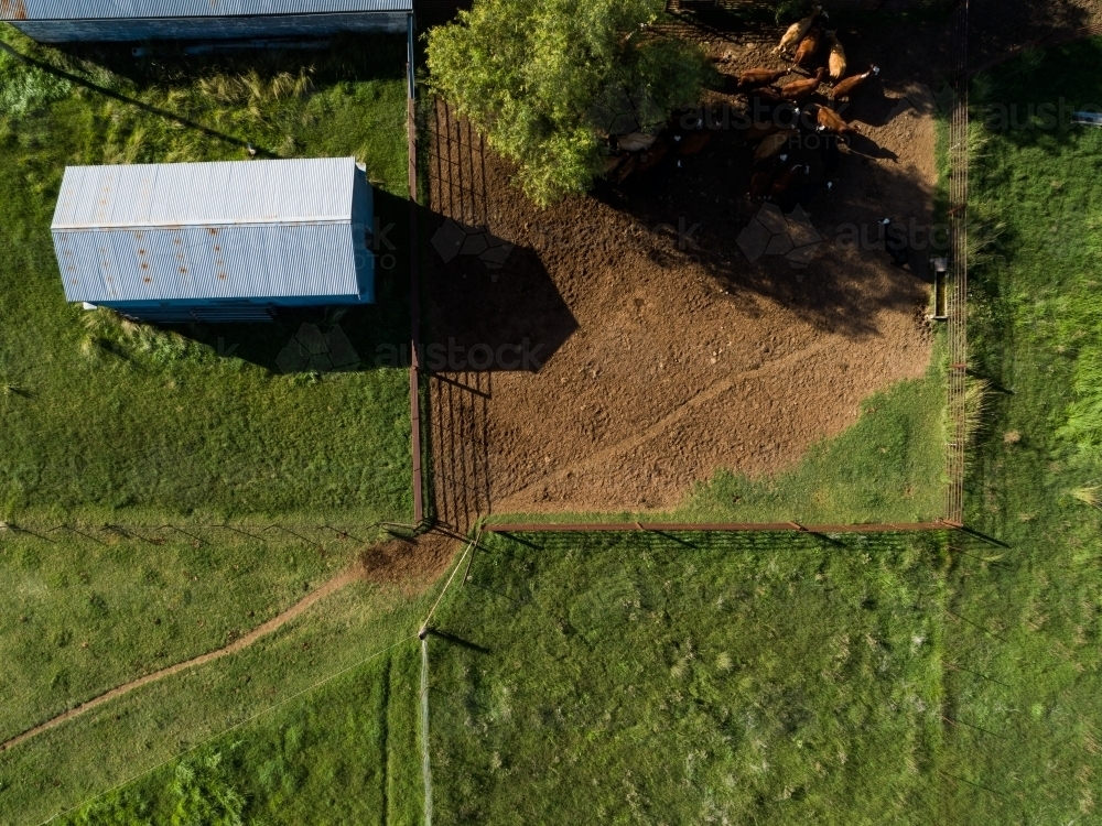 Overhead top down aerial view of cattle yard and farm shed with cows - Australian Stock Image