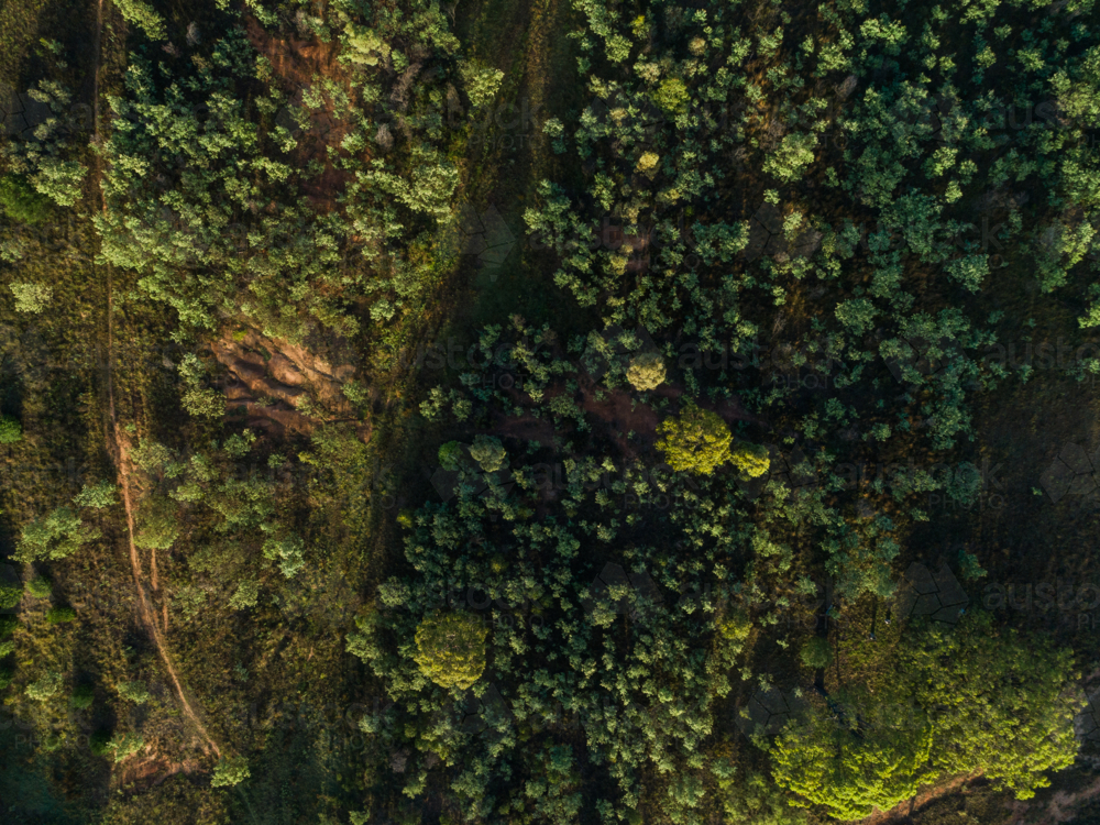 Overhead top down aerial view of treetops and erosion in rural country paddock - Australian Stock Image