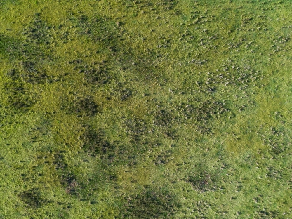 overhead view of farm paddock full of tufty green grass - Australian Stock Image