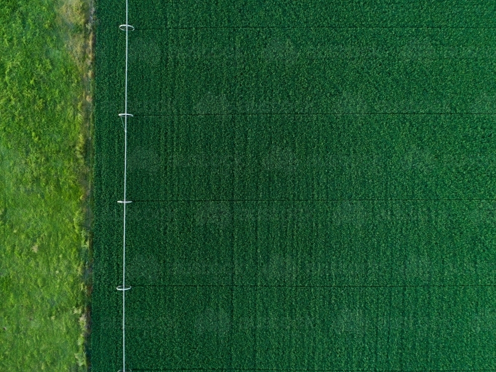 Overhead view of green lucerne crop paddock with irrigation sprinkler - Australian Stock Image