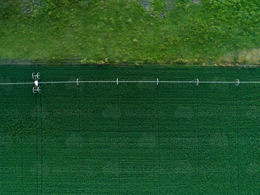 Overhead view of green lucerne crop paddock with irrigation sprinkler - Australian Stock Image