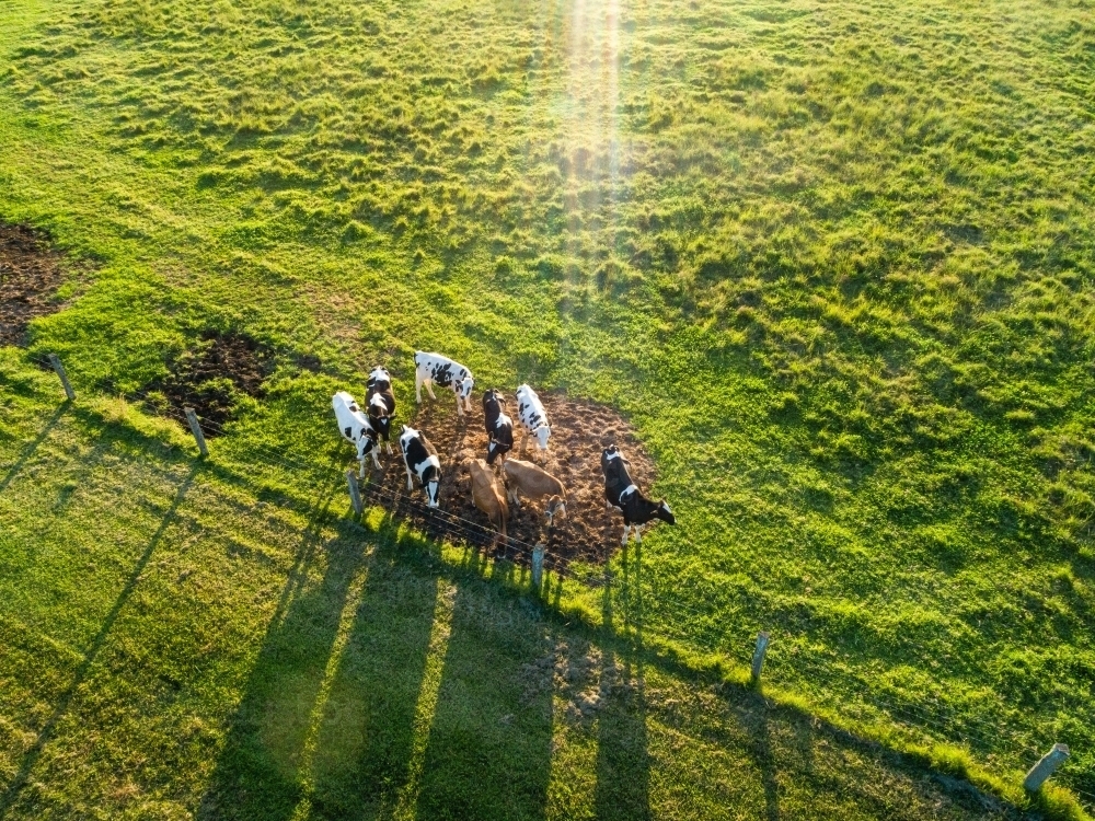 Overhead view of young cattle clustered together near fence on green farm - Australian Stock Image