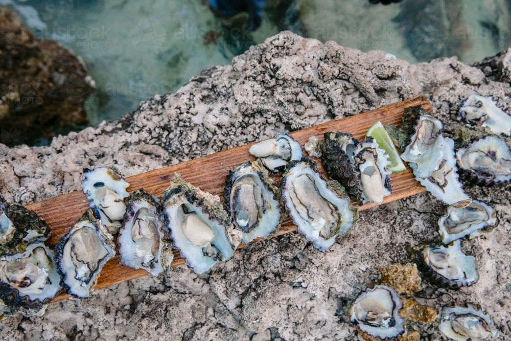 Oysters in their shells fresh off the rocks - Australian Stock Image