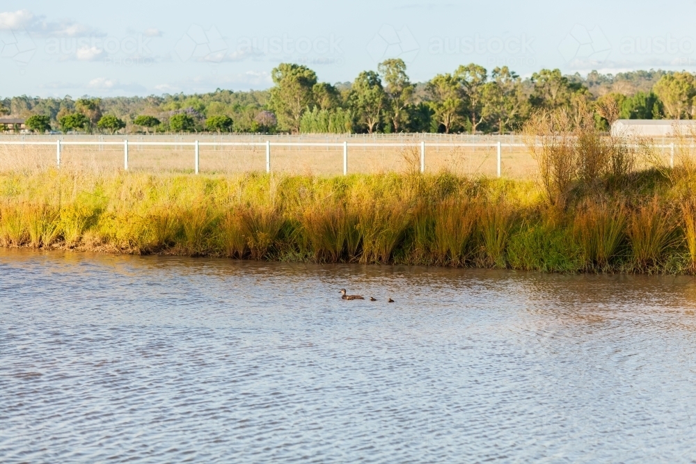 Pacific black duck with ducklings on farm dam - Australian Stock Image