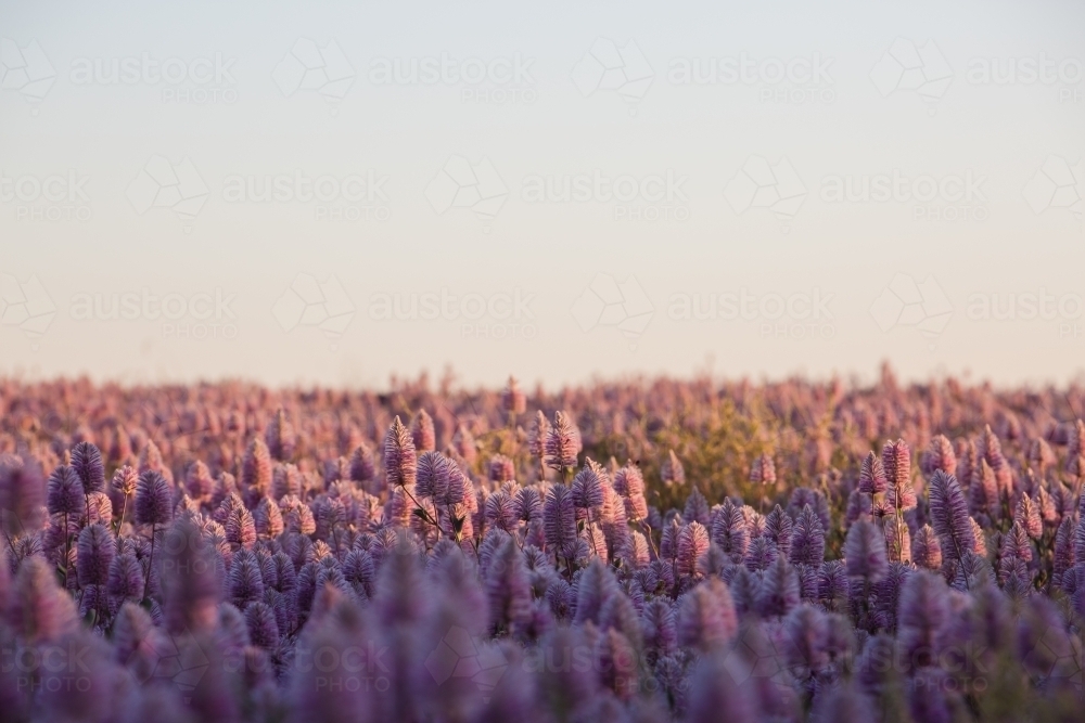 Paddock full of native flowers - Australian Stock Image