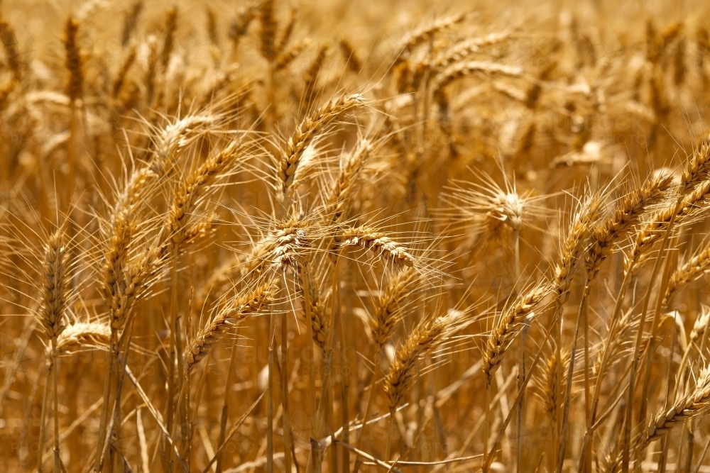 Paddock full of ripe wheat ready for harvest - Australian Stock Image