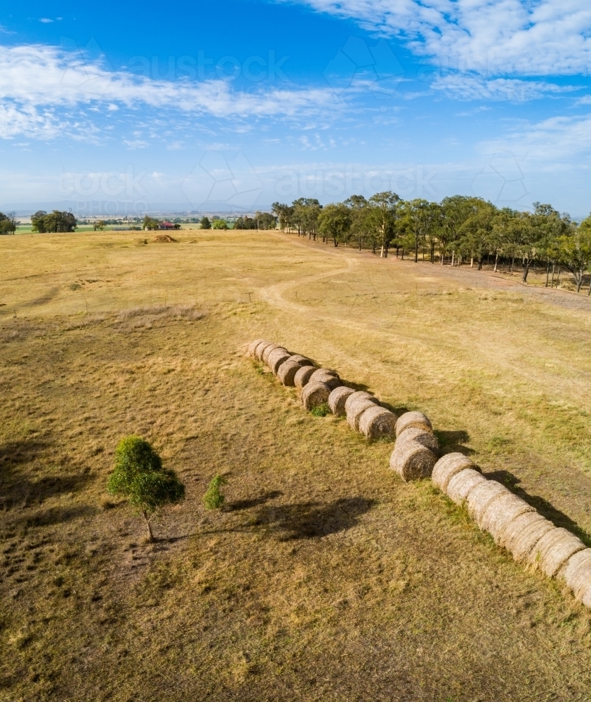 Paddock landscape with row of round hay bales on farm - Australian Stock Image