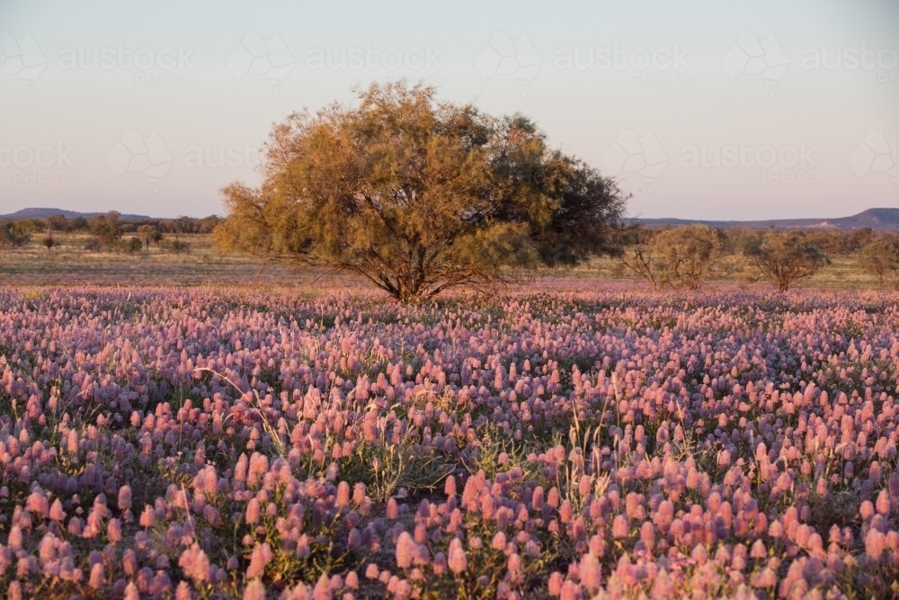 Paddock of native mulla-mulla wildflowers and a tree - Australian Stock Image