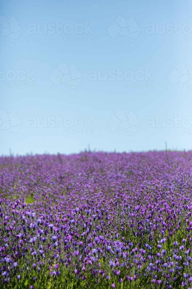 Paddock of purple flowering patersons curse (salvation jane) weeds - Australian Stock Image