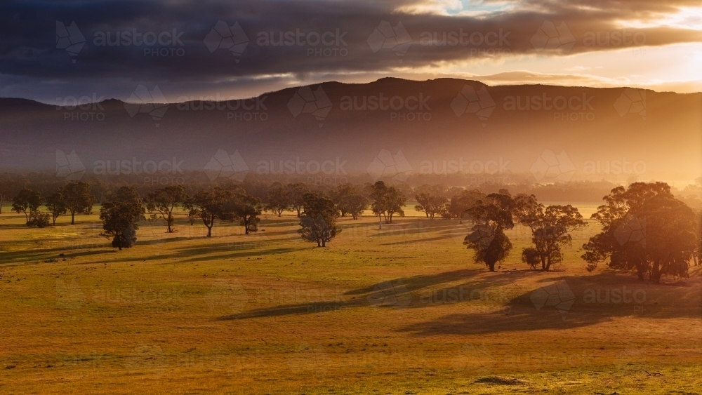 Paddock of trees with long shadows and mountain in last rays of light - Australian Stock Image