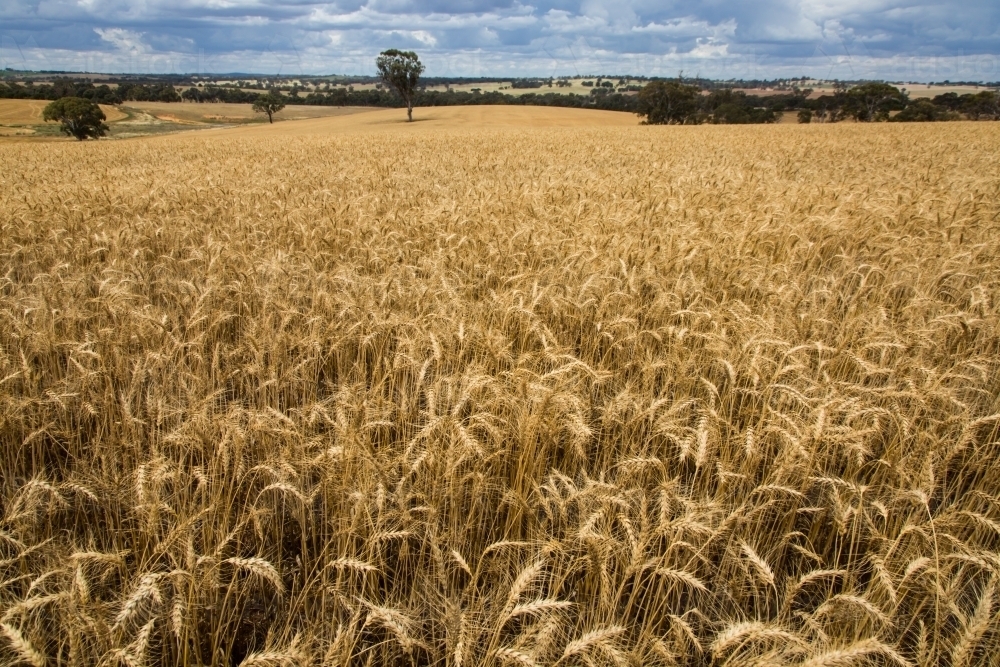 Paddock of wheat ready for harvest with storm clouds - Australian Stock Image