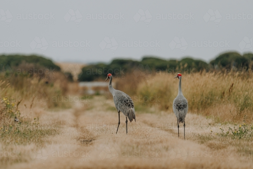 Pair of brolgas in grassy clearing - Australian Stock Image