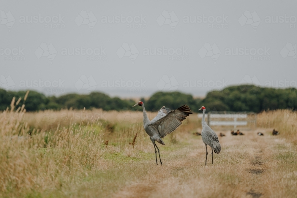 Pair of brolgas in grassy clearing - Australian Stock Image