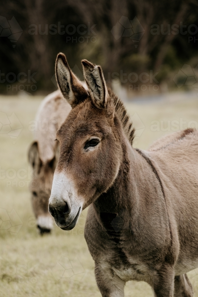 Pair of donkeys in paddock. - Australian Stock Image