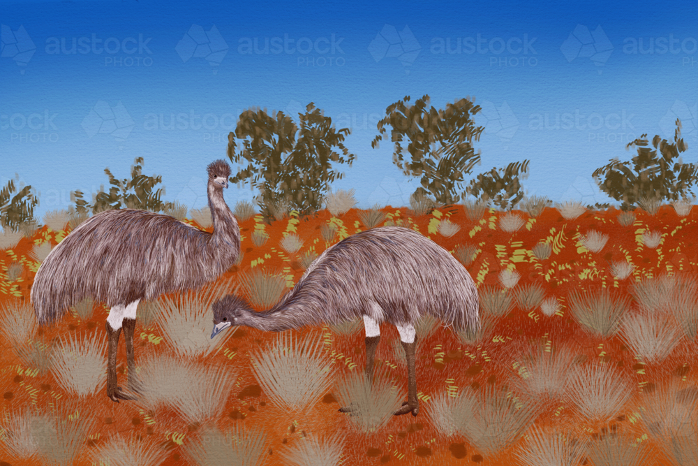 Pair of emu birds in outback australian landscape of red dirt and grasses under blue australian sky - Australian Stock Image