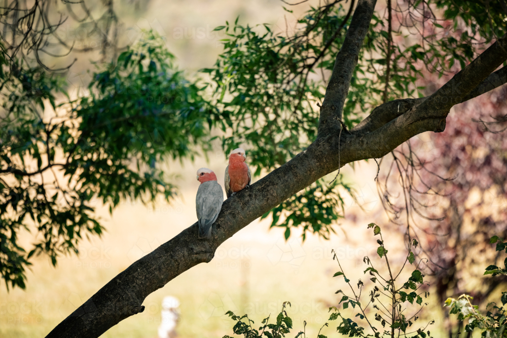 Pair of galahs on branch with vibrant pink and grey plumage in lush natural setting - Australian Stock Image