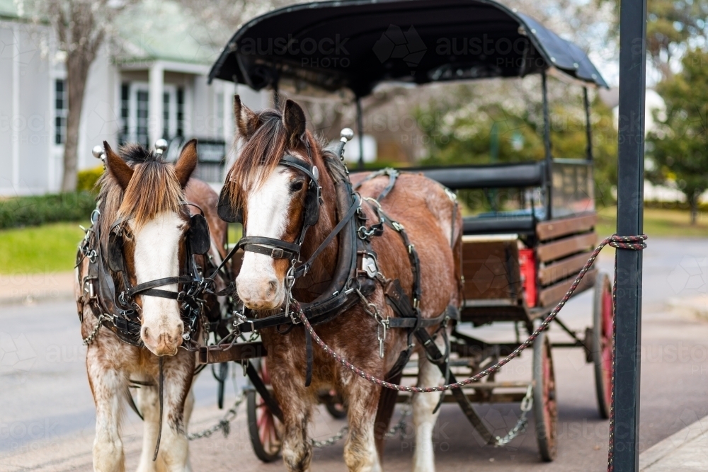 Pair of horses harnessed to carriage parked at roadside - Australian Stock Image