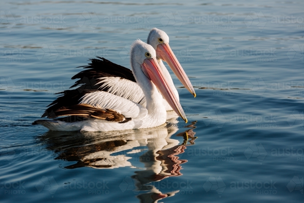 Pair of Pelicans - Australian Stock Image