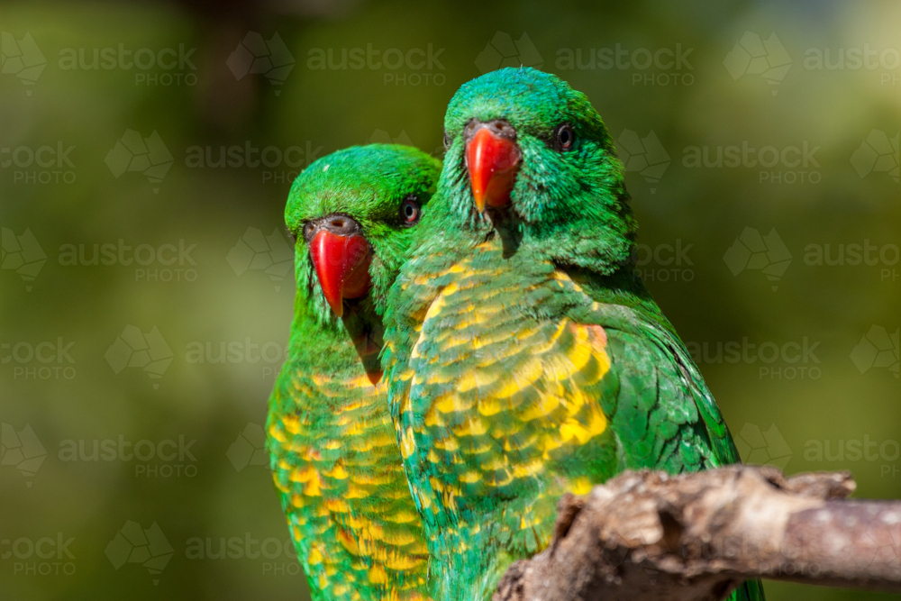 Pair of Scaly-breasted Lorikeets (Trichoglossus chlorolepidotus) perched on branch. - Australian Stock Image