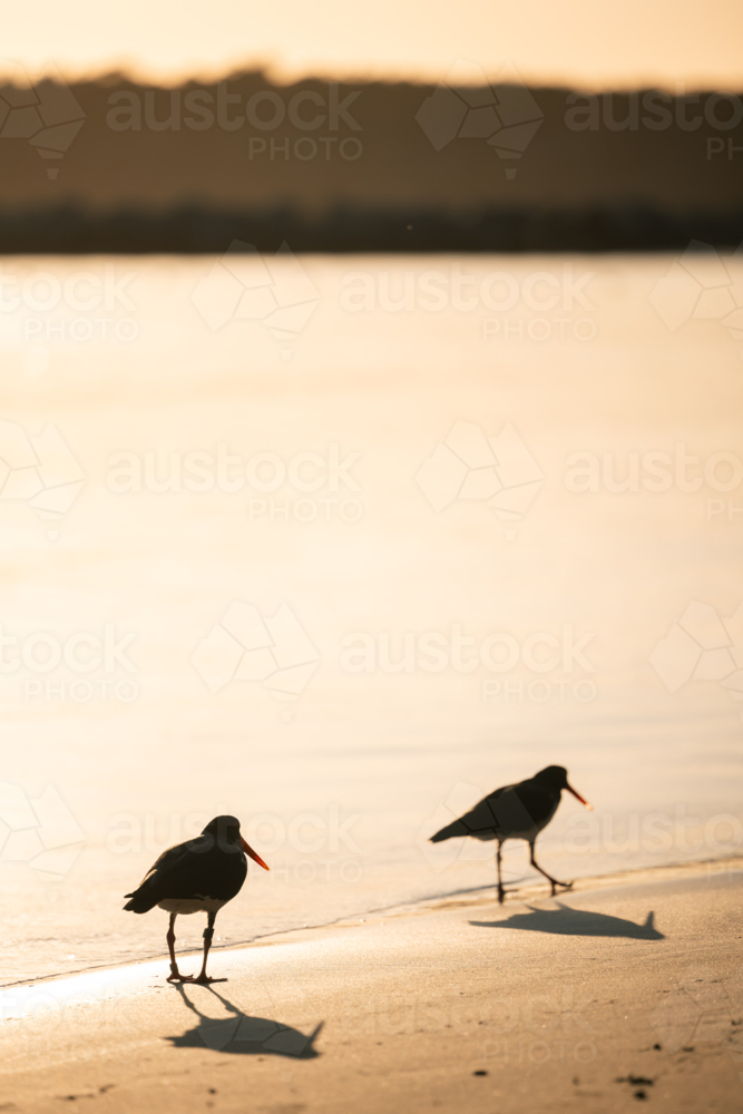 Pair of Sooty Oystercatchers, Haematopus fuliginosus, walking on the beach in golden afternoon sun - Australian Stock Image