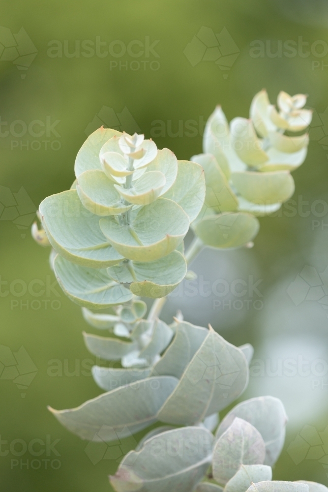 pale green rounded gum leaves - Australian Stock Image