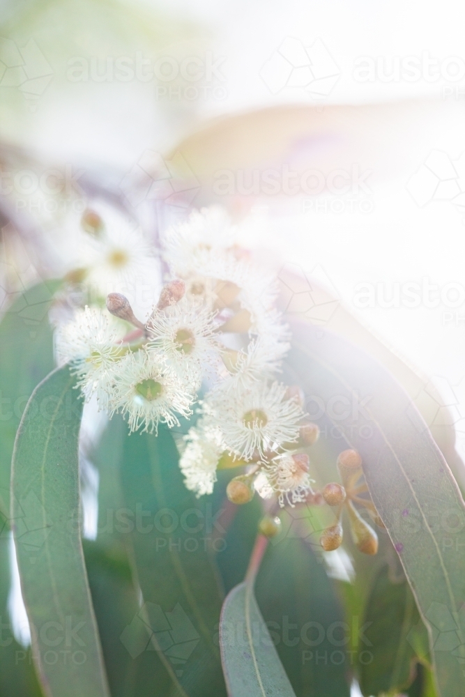 Pale gum blossom flowers and leaves on tree - Australian Stock Image