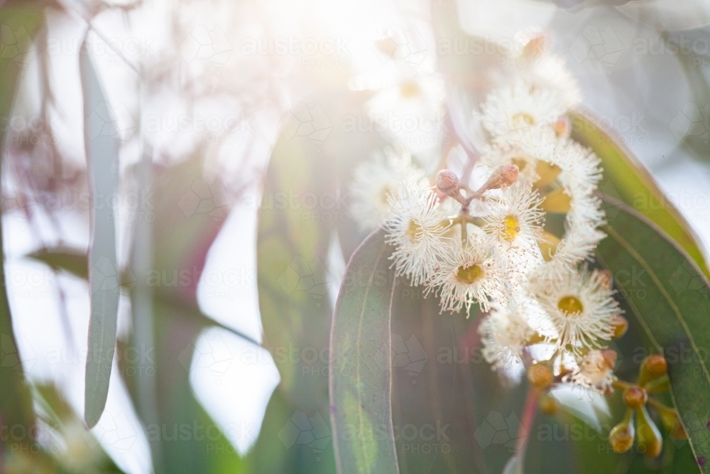 Pale gum blossom flowers and leaves on tree - Australian Stock Image