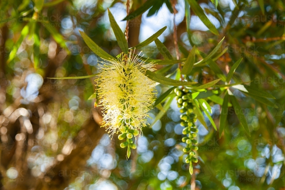 Pale yellow bottlebrush flower - native bush plant - Australian Stock Image