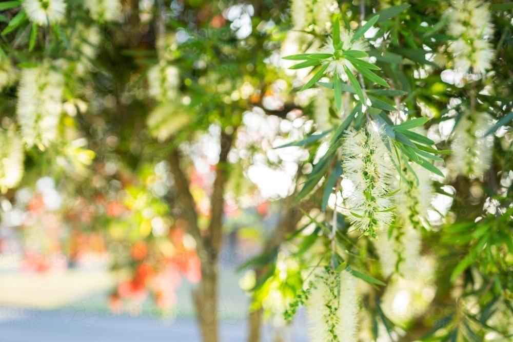 Pale yellow bottlebrush flower - native bush plant - Australian Stock Image