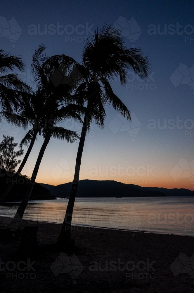 Palm Tree at Sunset, Whitsunday Islands, Queensland - Australian Stock Image