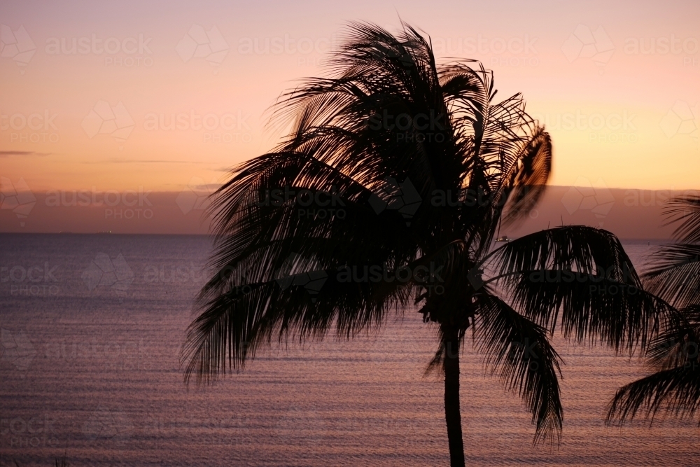 Silhouette of a palm tree by the ocean on sunset - Australian Stock Image