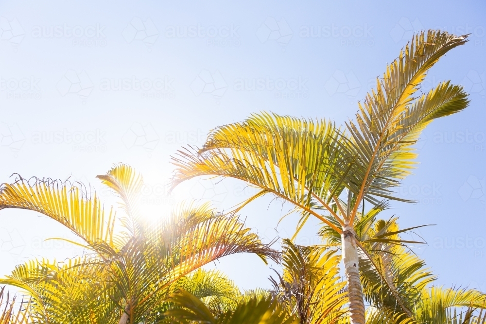 palm trees against a blue sunny sky - Australian Stock Image