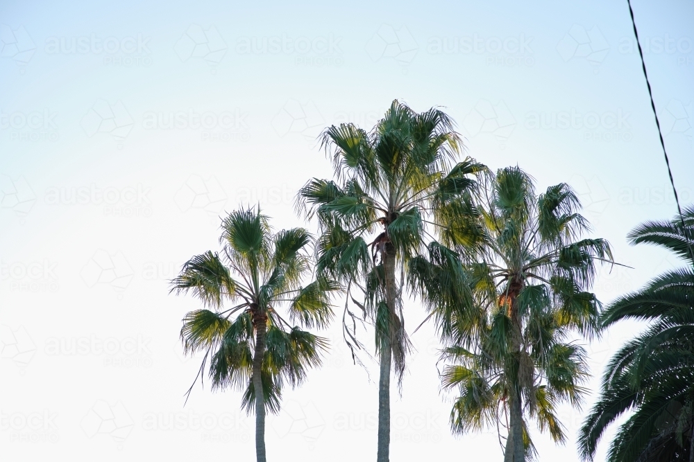 Palm trees against pale blue sky - Australian Stock Image