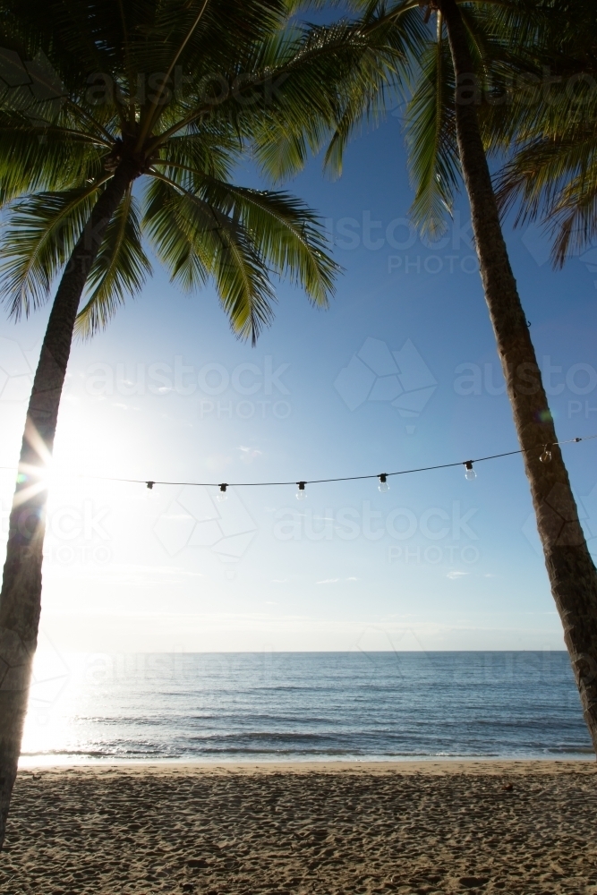 palm trees waterfront at Palm Cove - Australian Stock Image